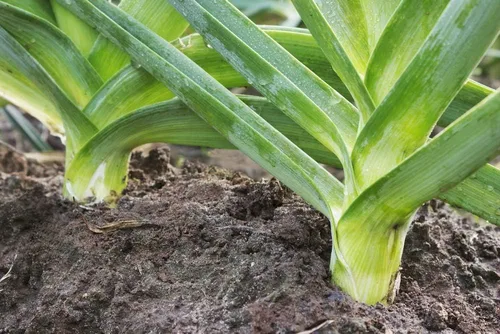Vista 5 de Semillas de cebolla de puerro gigante sin OMG vegetal para plantar