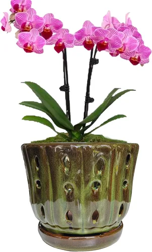 Vista 8 de Macetas de cerámica para orquídeas con platillo adjunto y agujero de drenaje de 6'' (verde musgo)