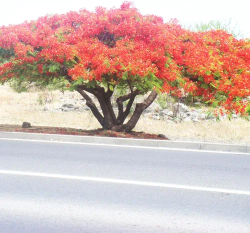 Vista 7 de 5 semillas de ave mexicana roja del paraíso, flor de pavo real, orgullo de Barbados, Flos Pavonis, semillas de poinciana enana - Atrae polinizadores