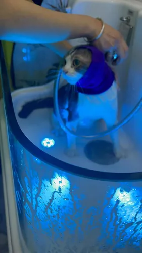 Vista 6 de Snood para gatos (paquete de 6), protección para la cabeza, hematoma, envoltura para las orejas, polaina para el cuello para gatos, azul, S
