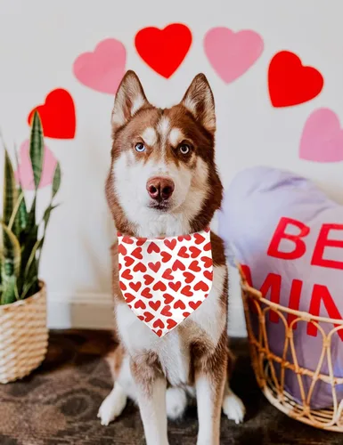 Vista 2 de XOXO - Pañuelos para el día de la madre, pañuelo para perro con corazón rojo, 2 unidades (02)