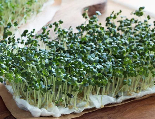 Vista 2 de Semillas de brócoli para brotar brotes Microgreens