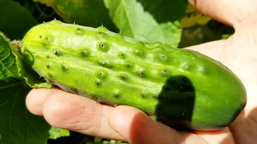 Vista 4 de Semillas de pepino de interior autopolinizadoras 10 semillas para plantar sin OMG