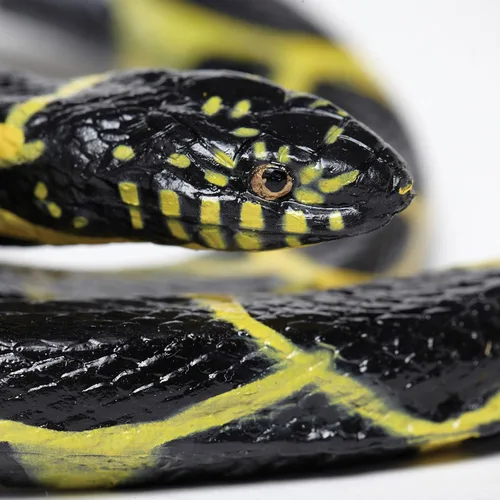 Vista 4 de Safari Ltd, Incredible Creatures, serpiente real común, juguete.