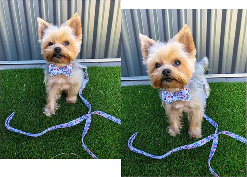 Vista 140 de Unique style paws - Collar para perros con corbatín, collar ajustable para perros y gatos, pequeño, mediano y grande