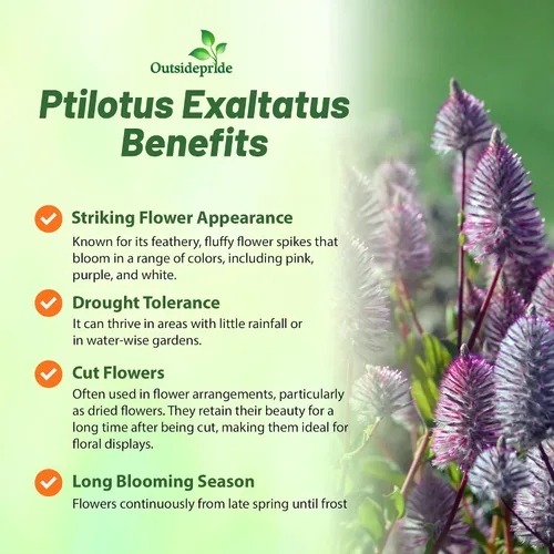 Vista 3 de Outsidepride 10 semillas anuales Ptilotus Exaltatus Joey Garden Flower Seeds para plantar