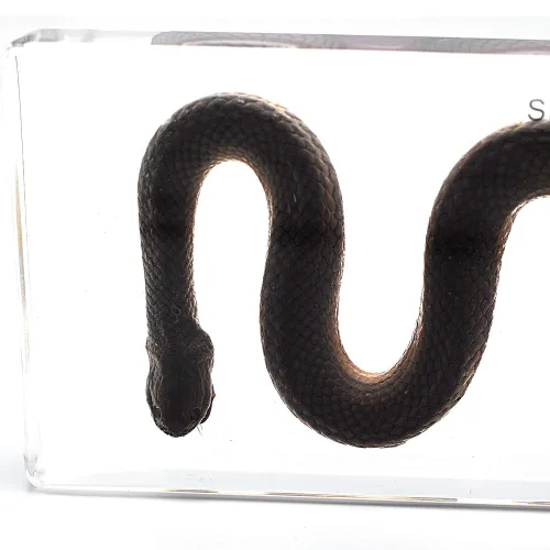 Vista 6 de Pisapapeles de serpiente espécimen para pisapapapeles de educación científica para libro para oficina para escritorio