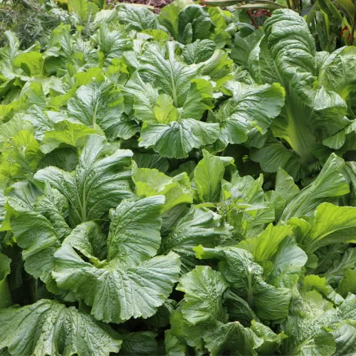 Vista 2 de Semillas de Mostaza (Florida Broadleaf) (1000 Semillas)