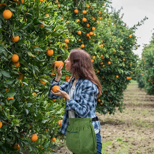 Vista 6 de codree Delantal de cosecha para jardín, delantal de recolección de verduras ajustable con 4 bolsillos para jardineros que recogen frutas