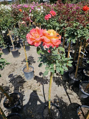 Vista 10 de Árbol de rosas, planta de floración viva, 4-5 pies de alto, refloreciendo todo el año, maceta de 5 galones