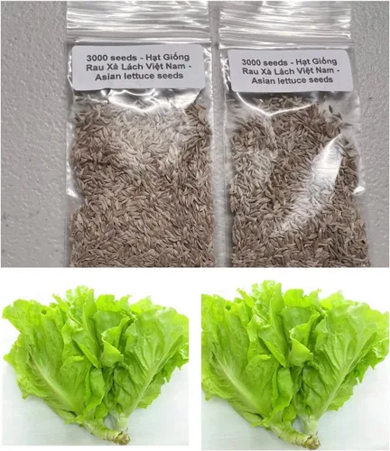 Vista 2 de 2 bolsas de 3000 semillas de lechuga vietnamita muy fácil de cultivar muy productiva todas las estaciones xà lách Việt NAM La lechuga más favorita