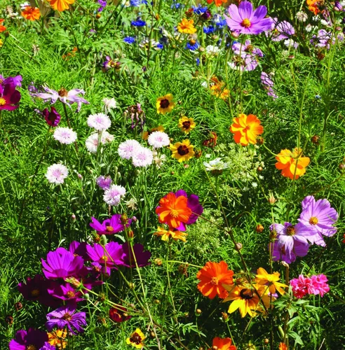 Vista 8 de Bentley Seed Co. Flores Polinizadoras del Planeta del Día de la Tierra Paquetes de Semillas de Flores Ilustrados con Abejas y Mariposas