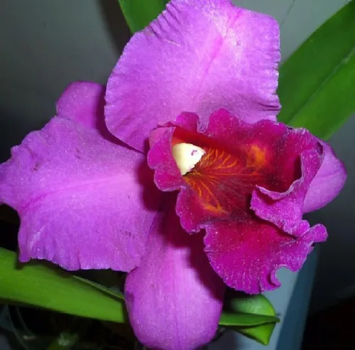 Vista 8 de Risalana Hawaiian Cattleya Orchid Plant 2" Pot ~ Grow Hawaii