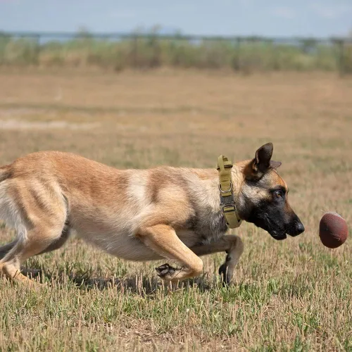 Vista 3 de Collar táctico para perro, collar de entrenamiento militar ajustable de nailon para perro con mango de control y hebilla de metal pesado de Marrón