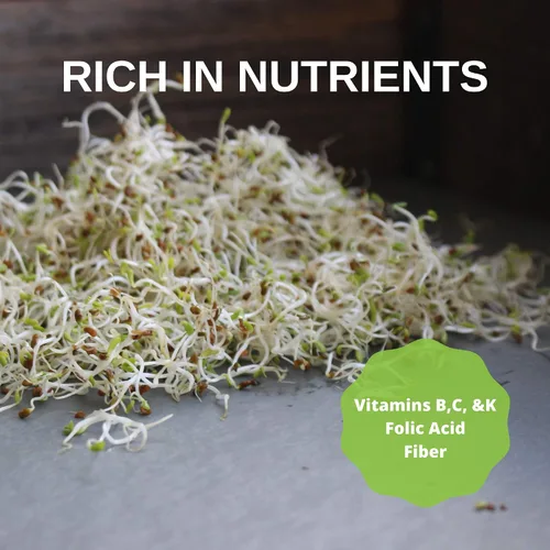 Vista 7 de Semilla de germinación de lentejas verdes secas orgánicas certificadas: 4 onzas - Handy Pantry Marca: lentejas secas para plantar semillas