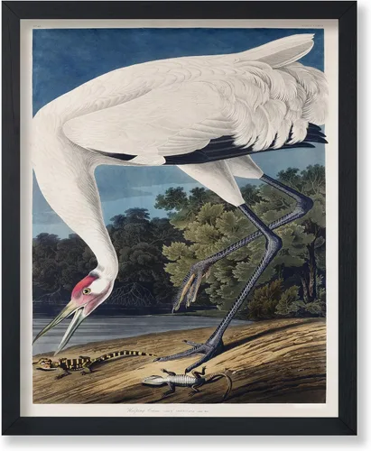Vista 7 de Poster Master Póster vintage de James Audubon – Impresión retro de amargo americano – Arte de aves de América – Regalo para hombres, mujeres