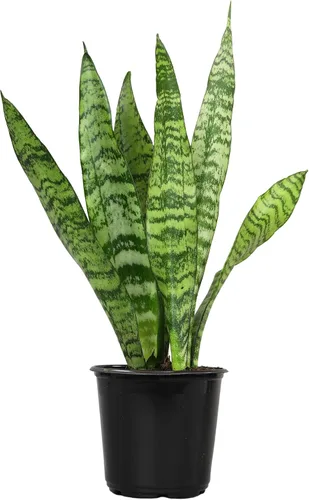 Vista 13 de Plants for Pets - Planta de serpiente viva con maceta blanca decorativa, suculentas Sansevieria Trifasciata Laurentii, plantas