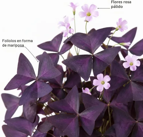 Vista 2 de 12 Purple Shamrock Bulbs for Planting, Oxalis Bulbs, Oxalis Triangularis