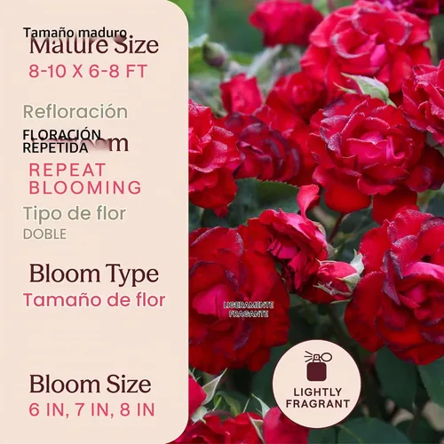 Vista 6 de Rosas trepadoras de reliquia, planta de raíz propia viva, Lady in Red™