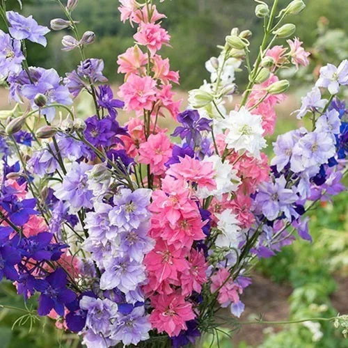 Vista 2 de Rocket Larkspur 'Imperial Mix' (Delphinium consolida) Semillas de flores, paquete de más de 2,000 semillas sin OMG de Seeds2Go