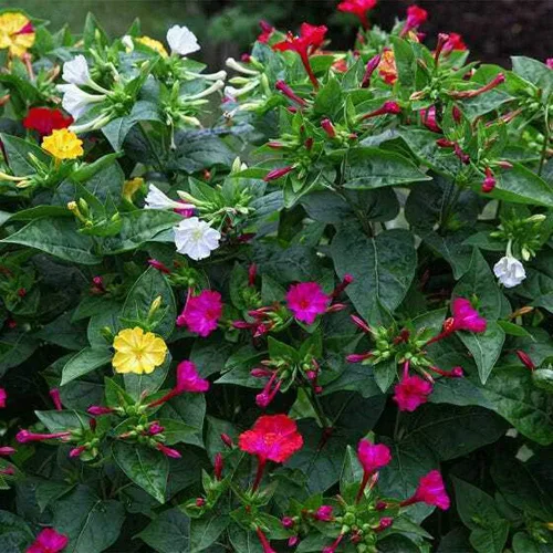 Vista 3 de UtopiaSeeds - Mirabilis Jalapa - Flores tolerantes al calor y la sequía