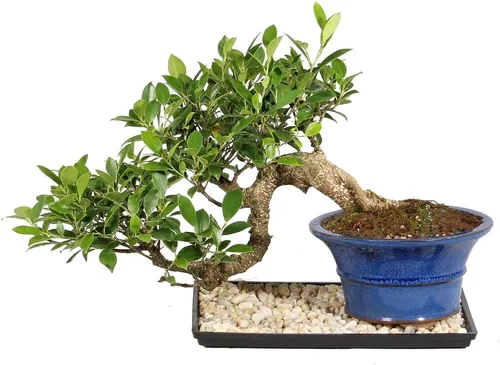 Vista 5 de Brussel's Bonsai - Árbol bonsái vivo de Ficus mediano, planta