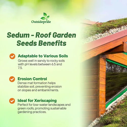 Vista 3 de Outsidepride Roof Garden Semillas Sedum - 5000 semillas perennes de cobertura del suelo para plantar, plantas suculentas resistentes al frío