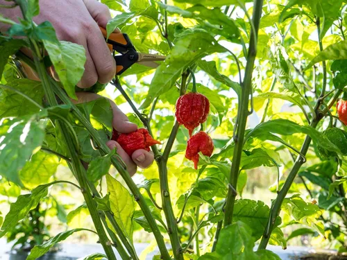 Vista 6 de Pepper Joe's Carolina Reaper Seeds - Paquete de 10 semillas de chile más calientes del mundo, cultivadas en Estados Unidos, semillas de Carolina