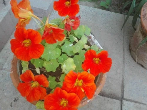 Vista 6 de 20 piezas de semillas de flores de capuchina mixtas hermosa flor bonsái decoración