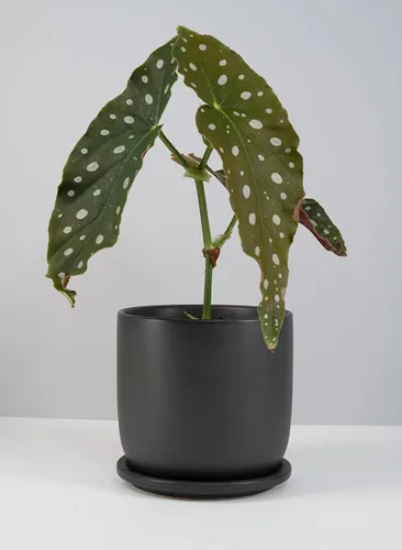 Vista 5 de Serene Spaces Living Maceta grande de cerámica negra mate con agujeros de drenaje y platillo para plantas y flores, macetas decorativas