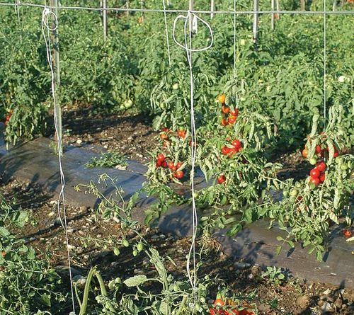 Vista 9 de Guita de jardín para atar tomate de 6300 pies