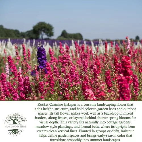 Vista 6 de Larkspur Rocket - Semillas de flores de carmín (Delphinium ajacis) – Más de 250 semillas sin OMG y reliquias de Isla's Garden Seeds, flores altas