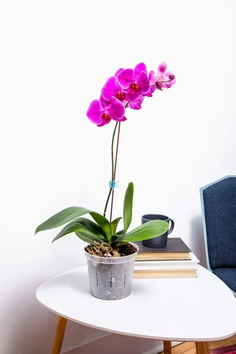 Vista 6 de rePotme Macetas de 4 pulgadas, paquete de 6 macetas (transparentes), maceta transparente ranurada para plantas de interior, perfecta para orquídeas