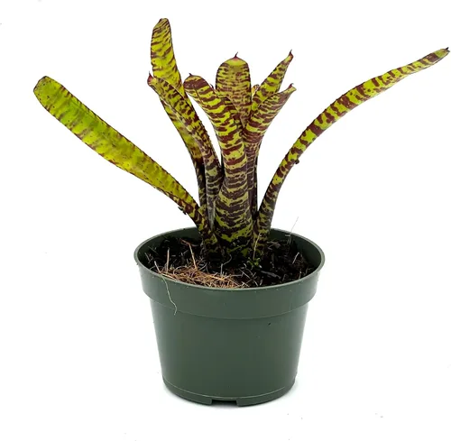Vista 7 de ragnaroc Plantas vivas – Bromelia Billbergia Casa Blanca de raíz desnuda, gigante 20-30 cm - 1 unidad - Llegada viva garantizada - Plantas