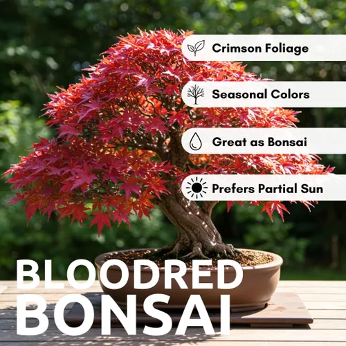 Vista 2 de Semillas de árbol de bonsái, arce rojo japonés, más de 20 semillas, muy apreciadas para bonsái, semillas de arce japonés (ACER palmatum) 20+semillas
