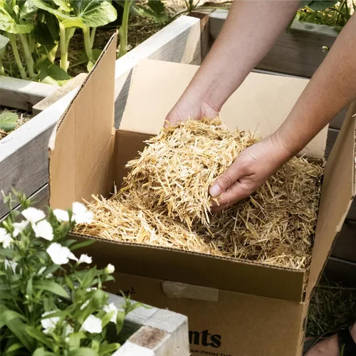 Vista 3 de Caja de mantillo GardenStraw de HealthiStraw, 2 pies cúbicos (10 lb) – Paja de trigo 100% natural y sostenible para jardines, siembra de césped