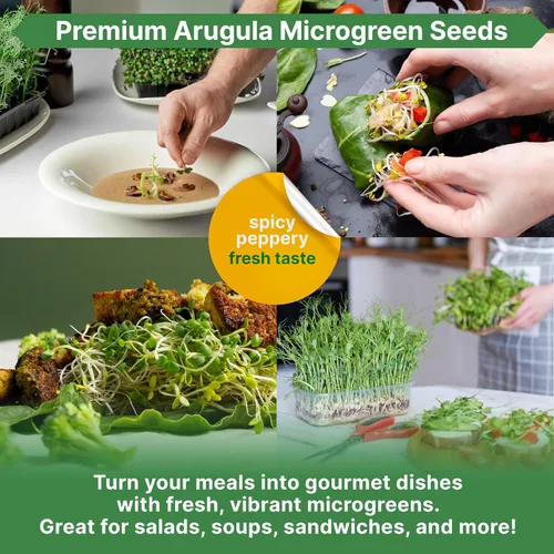 Vista 5 de Organo Republic Semillas de Rúcula para Germinación y Microgreens - Kit de Semillas de Brotes Sin OGM, Reliquia, Bolsa Resellable de 1 libra