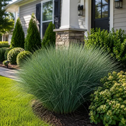 Vista 2 de Blue Arrows Rush Grass - Juncus Inflexus - 3 plantas vivas - Tolerante a la sequía de bajo mantenimiento