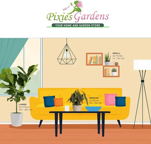 Vista 3 de Pixies Gardens Mutsu - Planta de fruta viva de manzano para plantar, fruta crujiente y jugosa con un toque atractivo de acidez