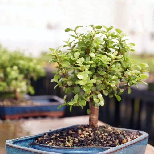 Vista 3 de Brussel's Bonsai - Árbol bonsái vivo de jade medio, planta