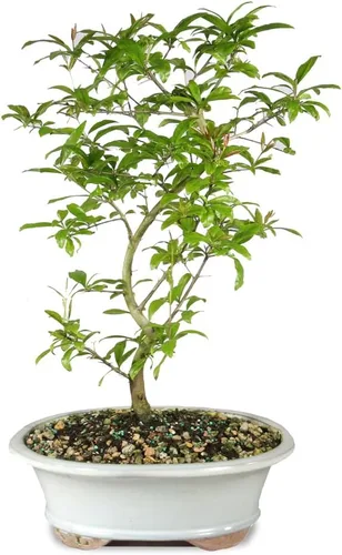 Vista 3 de Árbol bonsai vivo enano de granada de Brussel's Bonsai - Grande, 6 años, 12 a 16 pulgadas de alto - Árbol bonsai vivo para exteriores con maceta