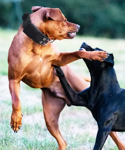 Vista 3 de Collar de perro para perros grandes, collares negros de 2 pulgadas con asa para perros de raza extragrande, collar táctico de nailon K9 resistente