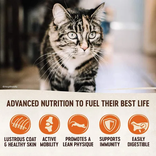 Vista 4 de Wellness CORE Alimento seco para gatos, sin granos, receta original, pavo, bolsa de 5 libras, paquete de golosinas naturales sin granos para gatos