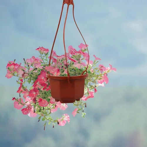 Vista 5 de DOITOOL Macetas colgantes de plástico con gancho para plantas Chlorophytum Octogonal Ventilado Root Plantador para Balcón Jardín Decoración