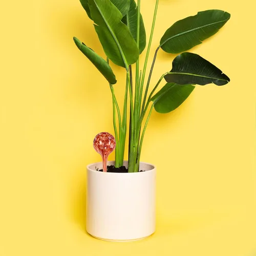 Vista 5 de Blazin Bombillas de riego automático para plantas Globos de agua automáticos para plantas de casa de vacaciones Globo decorativo de vidrio