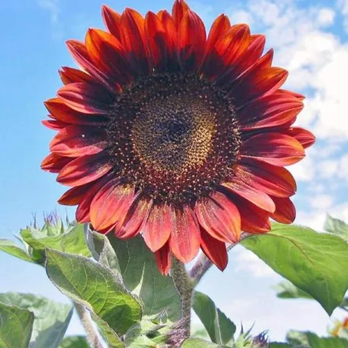Vista 2 de UtopiaSeeds Red Sun - Semillas de girasol - Atrae mariposas y colibríes