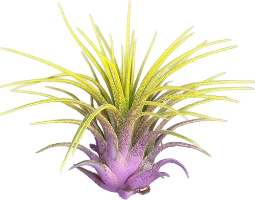 Vista 5 de Planta de aire Rainbow Tillandsia, planta de aire Tillandsia, planta de aire, purificación de aire, planta de casa, decoración y regalo para el azul