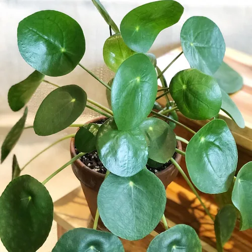 Vista 2 de 2 plantas vivas de dinero - Pilea Peperomioides de 3-6" de alto Sin maceta, plantas de interior para decoración del hogar y la oficina, fácil