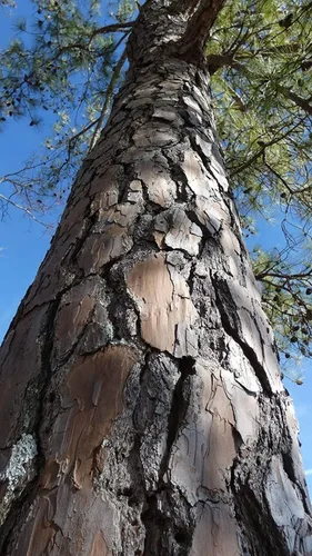 Vista 4 de Plantas de Pino Loblolly 3 Plántulas Vivas Pinus Taeda Árbol Perenne de Crecimiento Rápido para Paisajismo Plantas Ideales para Espacios