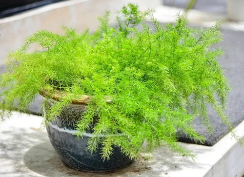 Vista 2 de Sprenger - Semillas de espárragos ornamentales 8 semillas para cultivo